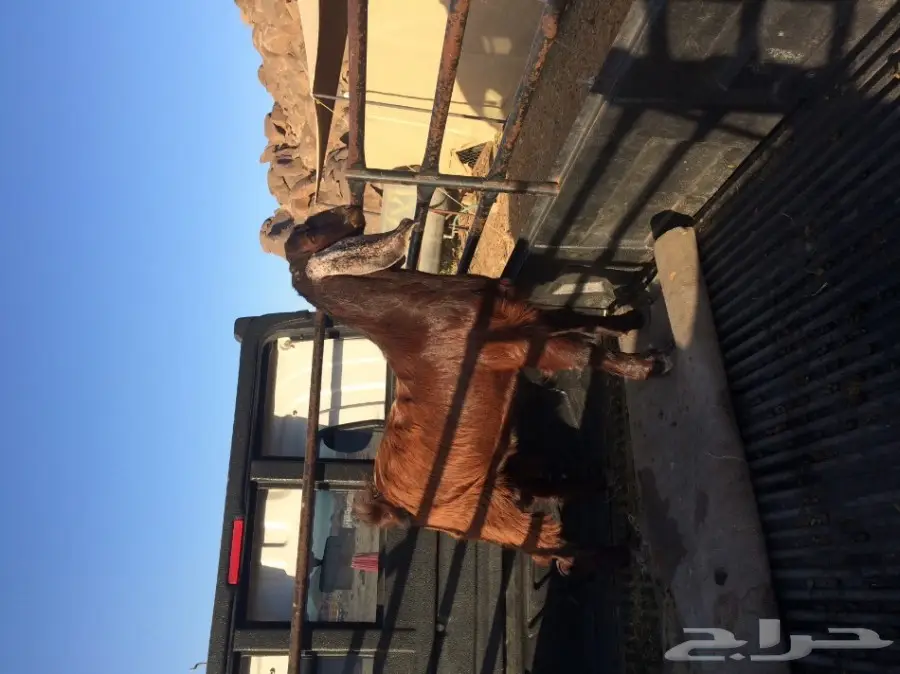 تيس اجم كفوو