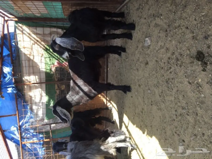 جفار منوة القناي 