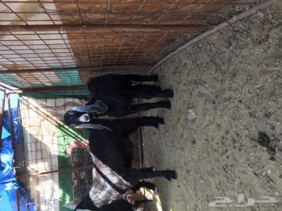 جفار منوة القناي  (image 1)