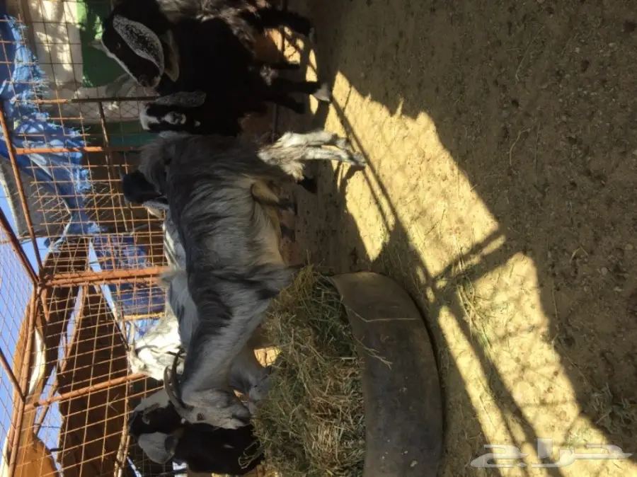 جفار منوة القناي  (image 2)