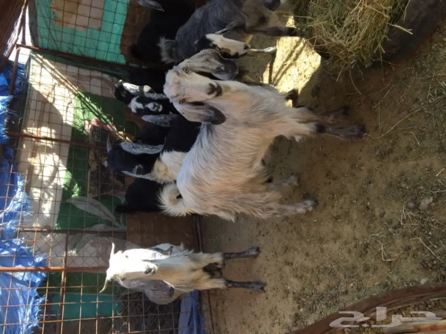 جفار منوة القناي  (image 3)