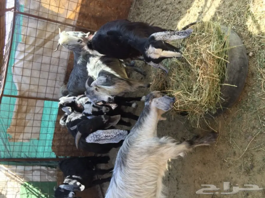 جفار منوة القناي  (image 4)