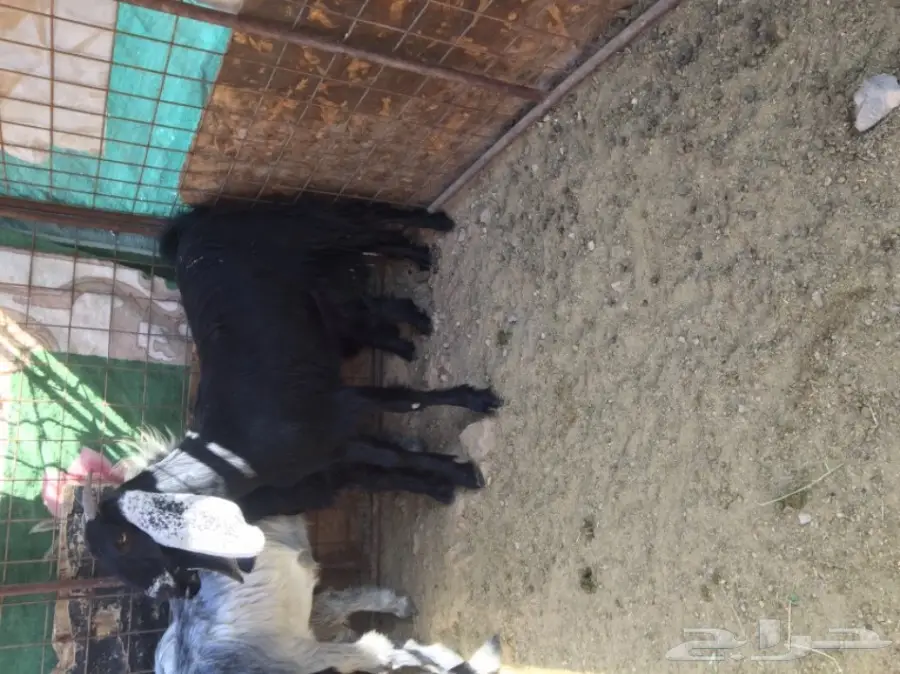 جفار منوة القناي  (image 5)