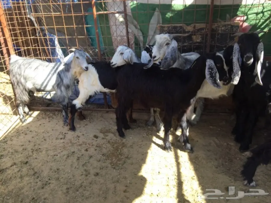 جفار منوة القناي  (image 6)