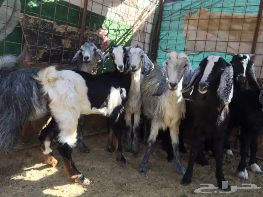 جفار منوة القناي  (image 7)