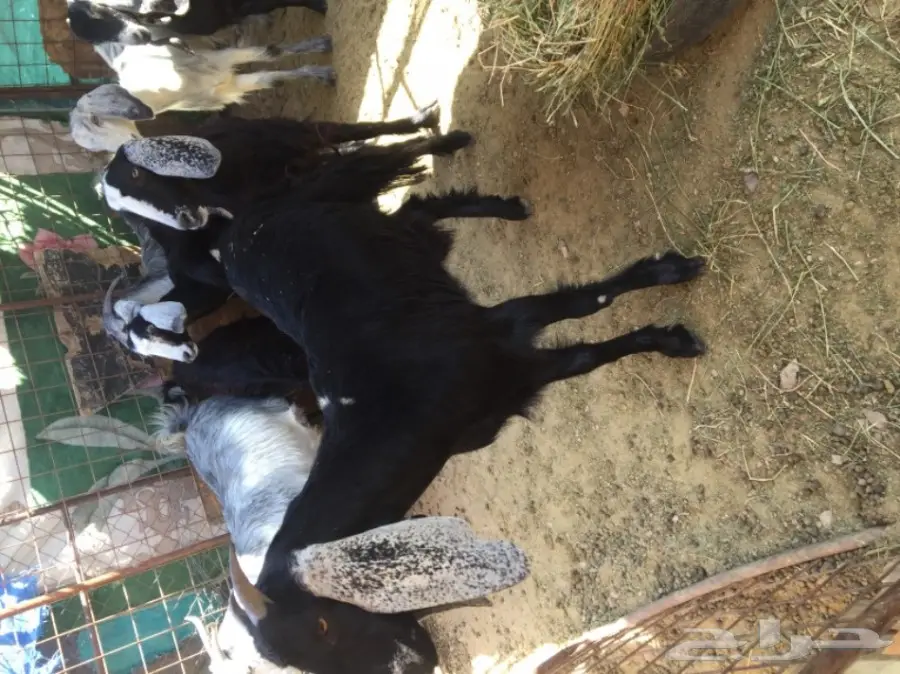 جفار منوة القناي  (image 8)