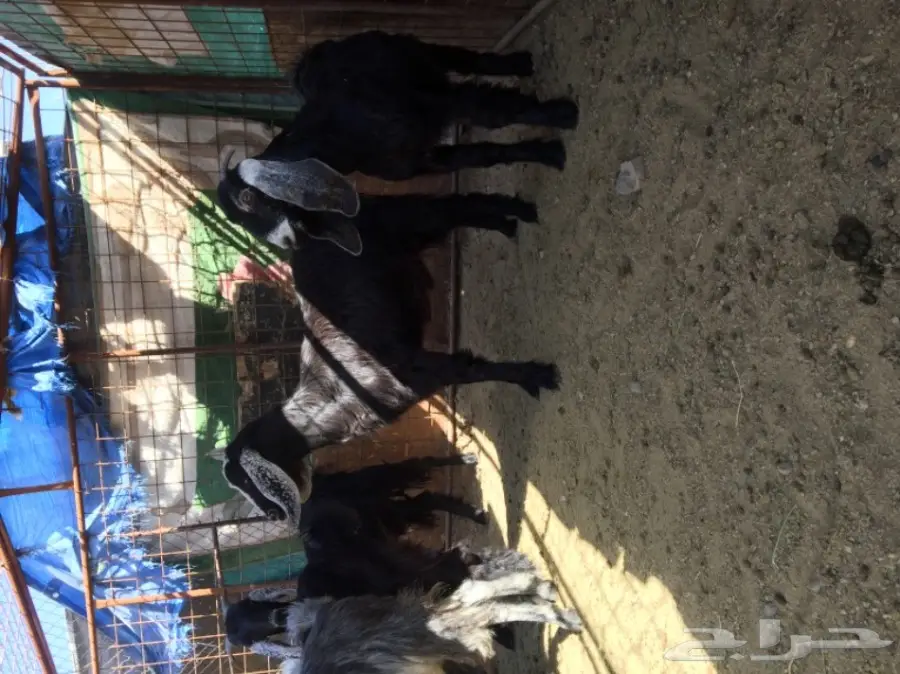 جفار منوة القناي  (image 9)