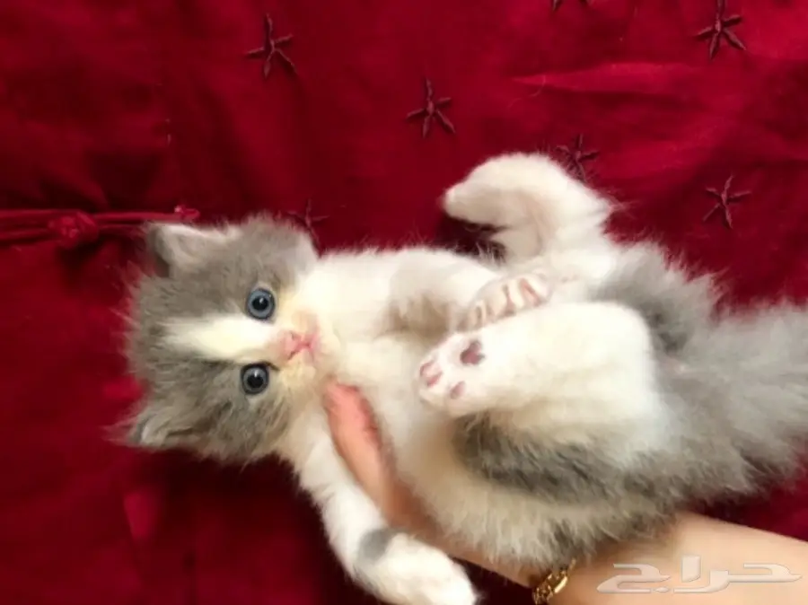 قطة شيرازي  (image 1)