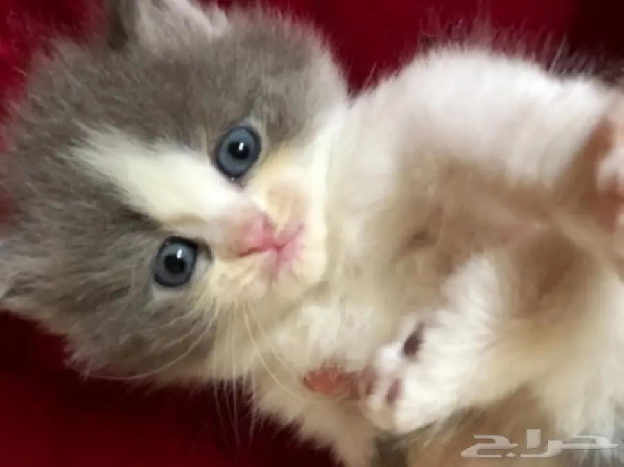قطة شيرازي  (image 2)