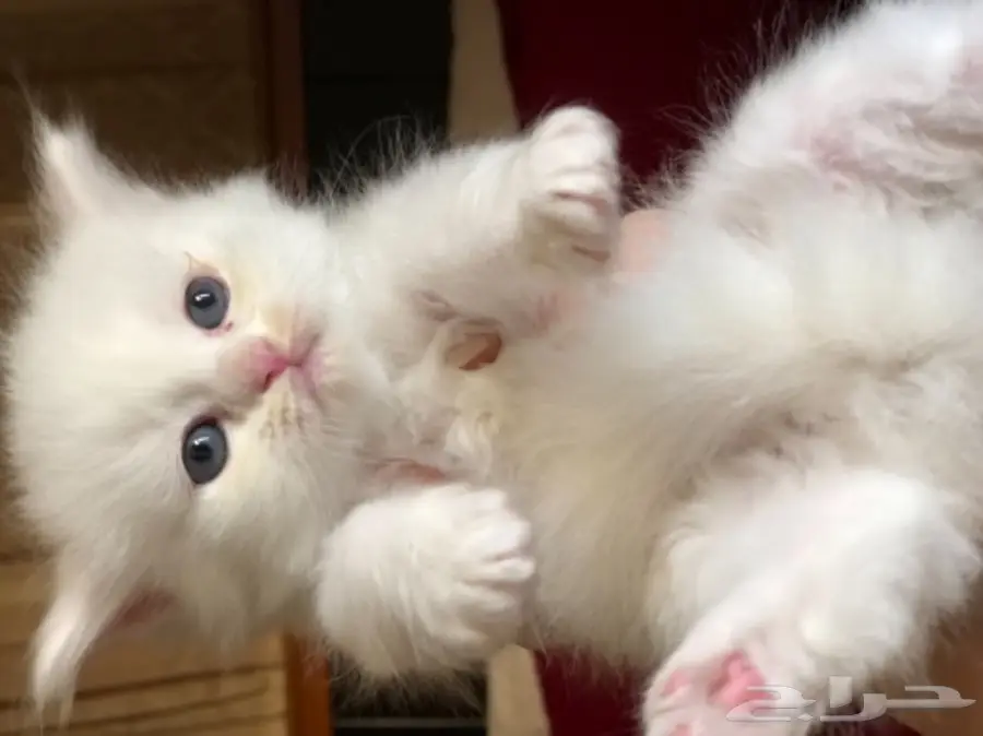 قطة شيرازي  (image 3)