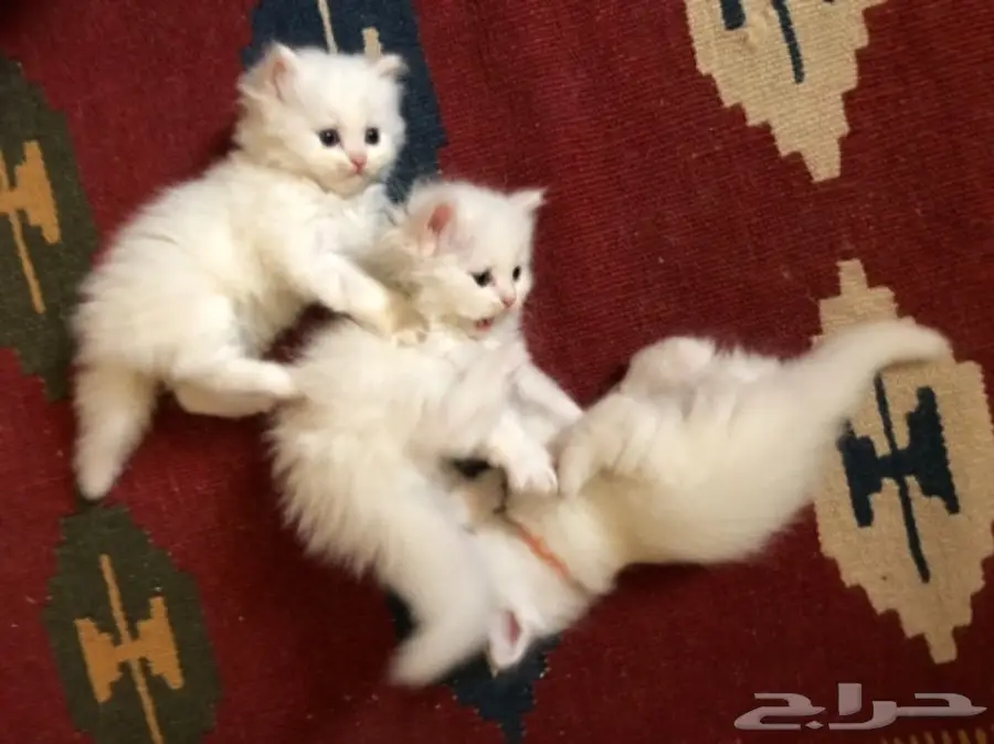 قطة شيرازي  (image 4)