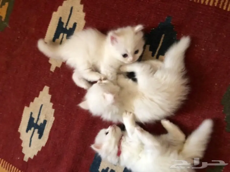 قطة شيرازي  (image 5)