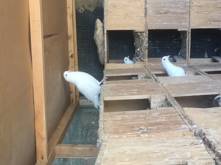 حمام لاحم فرنسي (image 1)