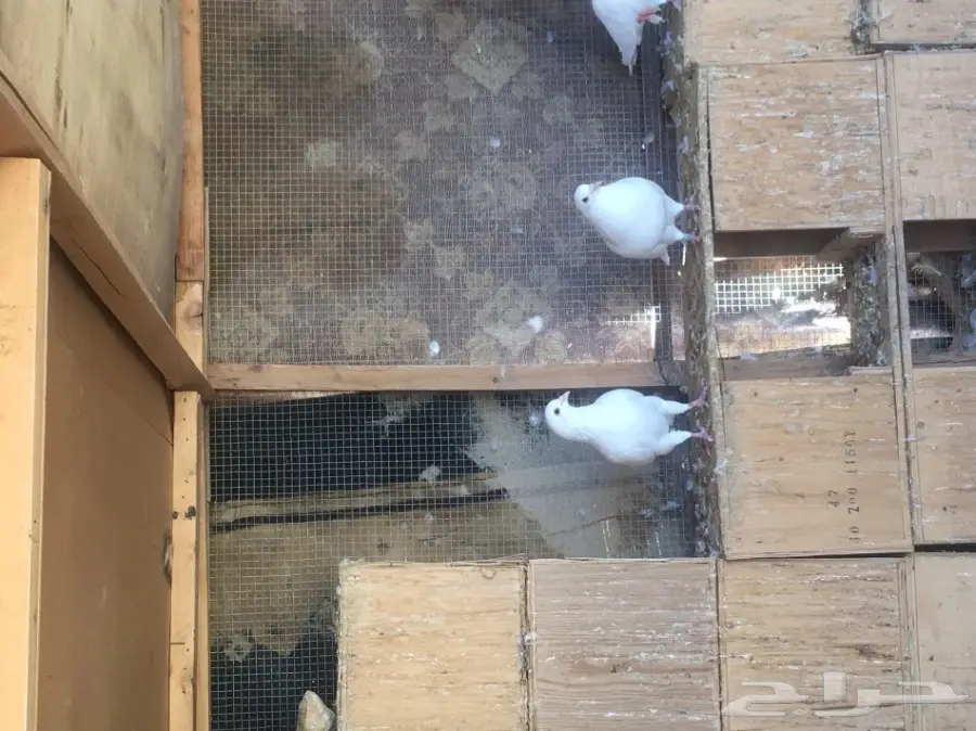 حمام لاحم فرنسي (image 2)