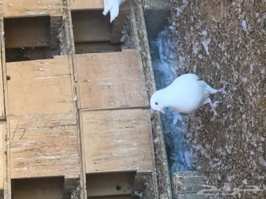 حمام لاحم فرنسي (image 3)