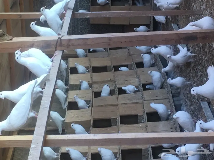 حمام لاحم فرنسي (image 4)