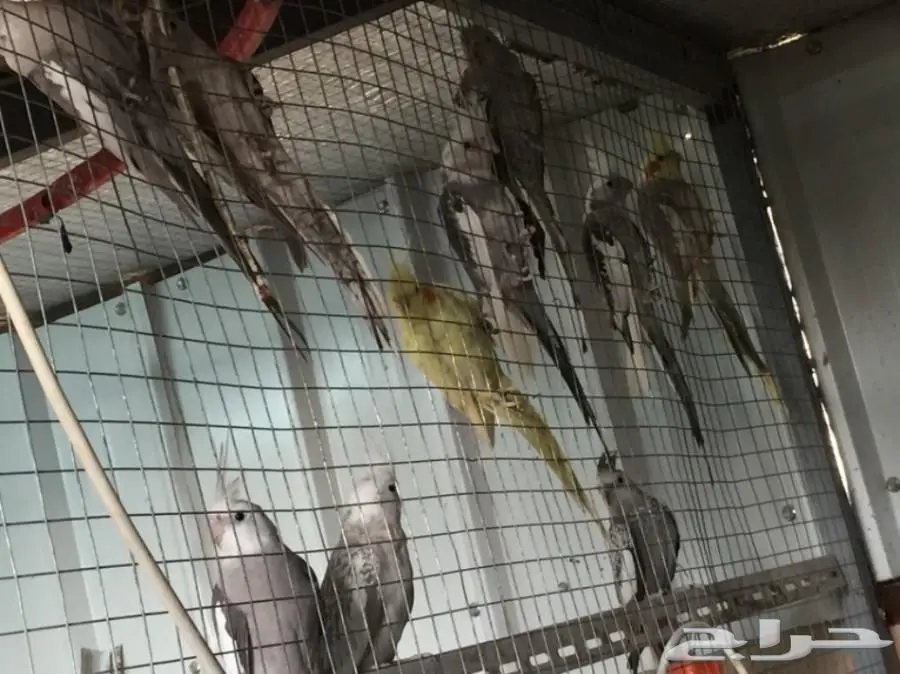 عرض مميز: كروانات 12 جوز - أسعار لا تقبل المنافسة! (image 1)