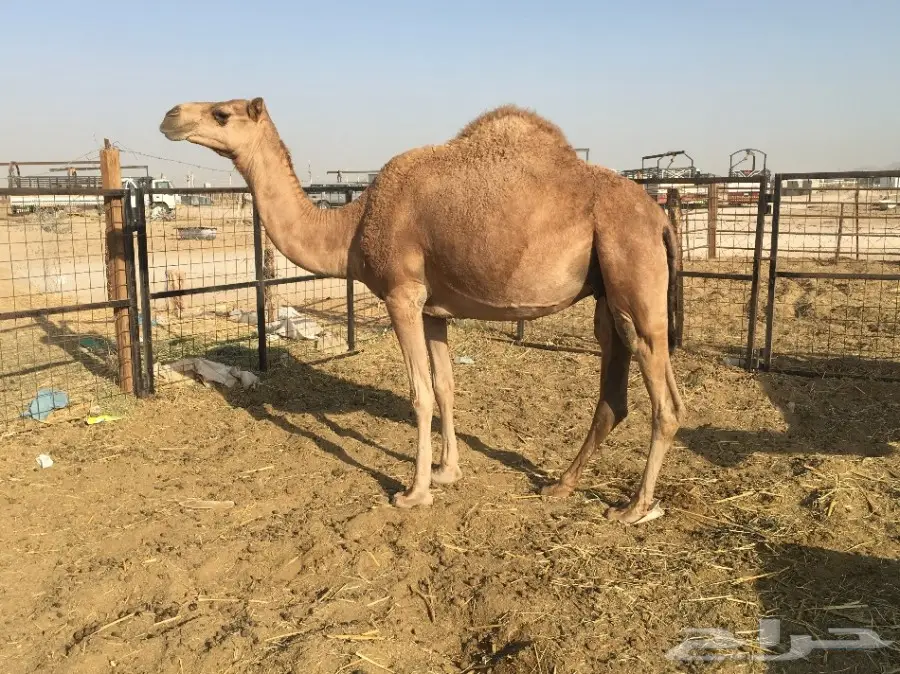 نياق عدد 3 الحد من 2300 (image 2)