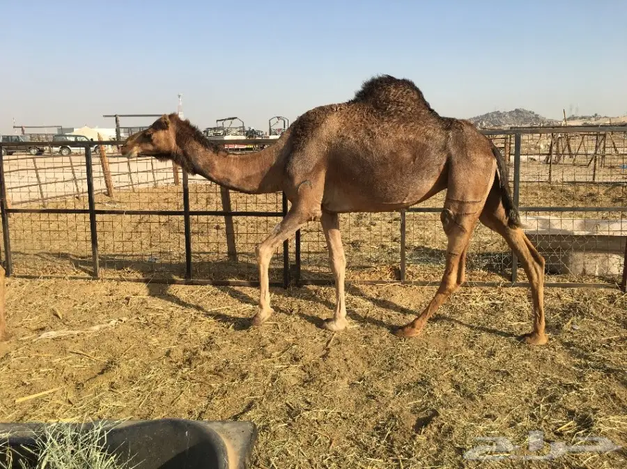 نياق عدد 3 الحد من 2300 (image 3)