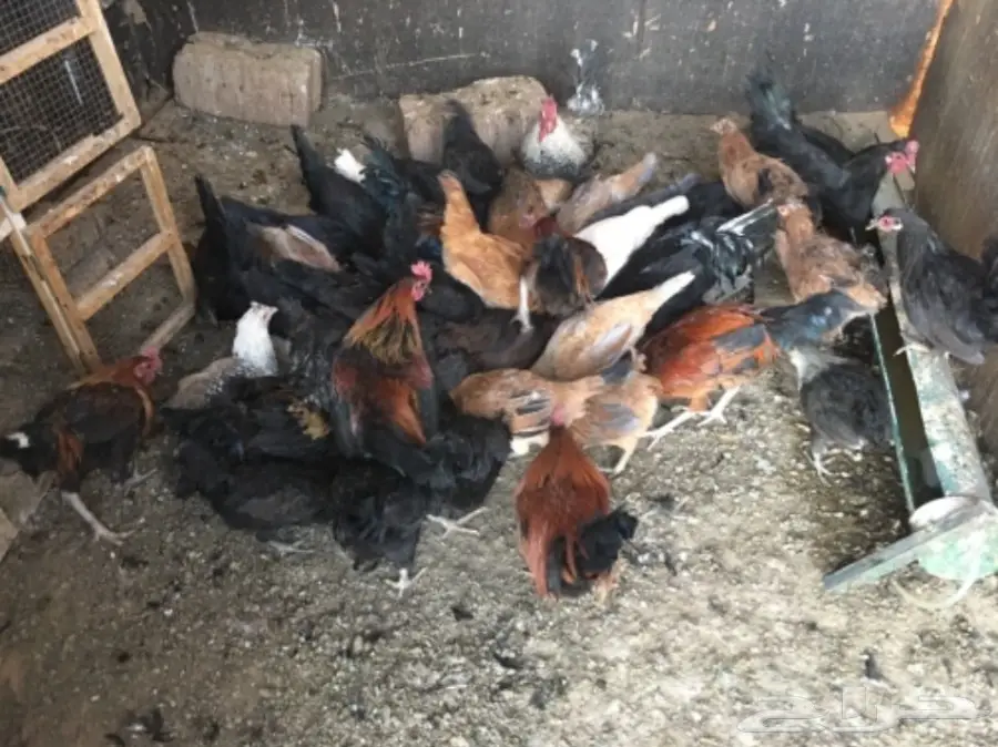 للبيع دجاج وديكه