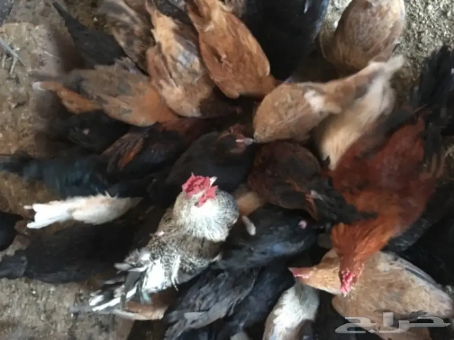 للبيع دجاج وديكه (image 1)
