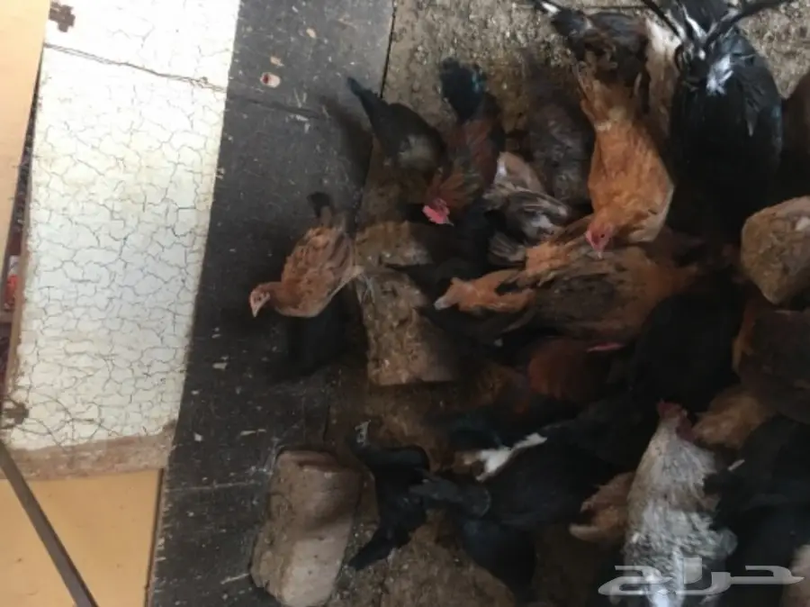 للبيع دجاج وديكه (image 2)