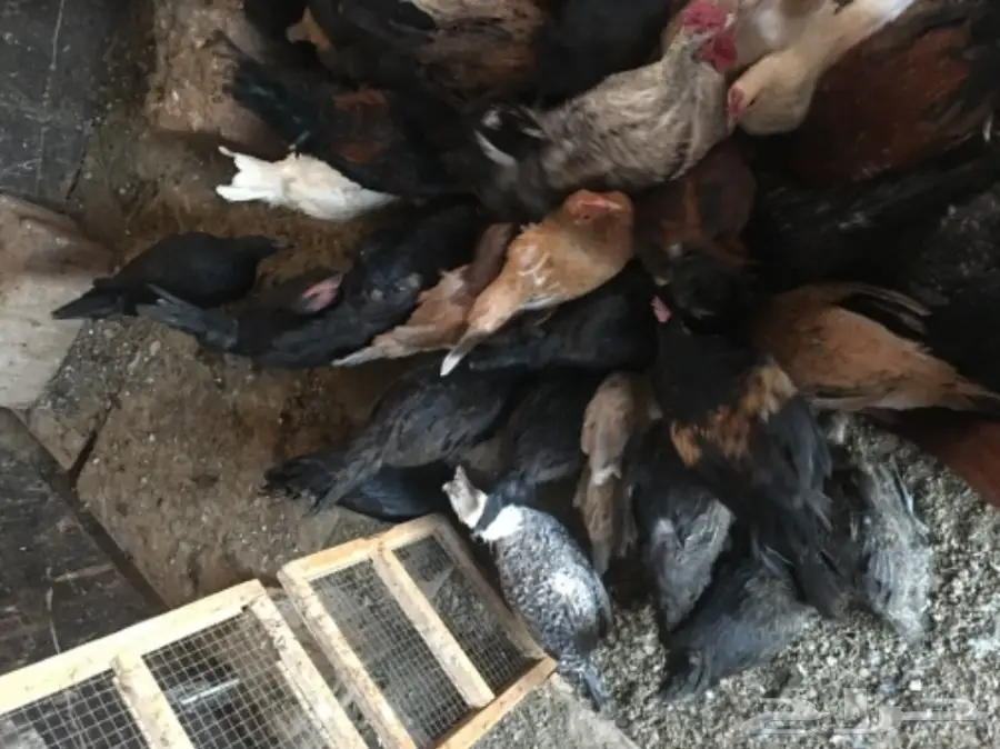 للبيع دجاج وديكه (image 3)