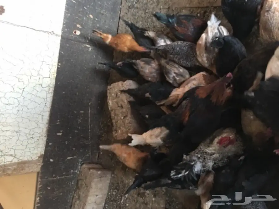 للبيع دجاج وديكه (image 4)