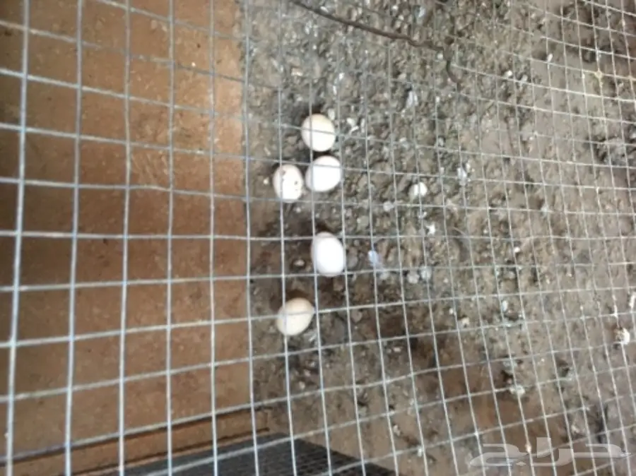 للبيع دجاج وديكه (image 5)