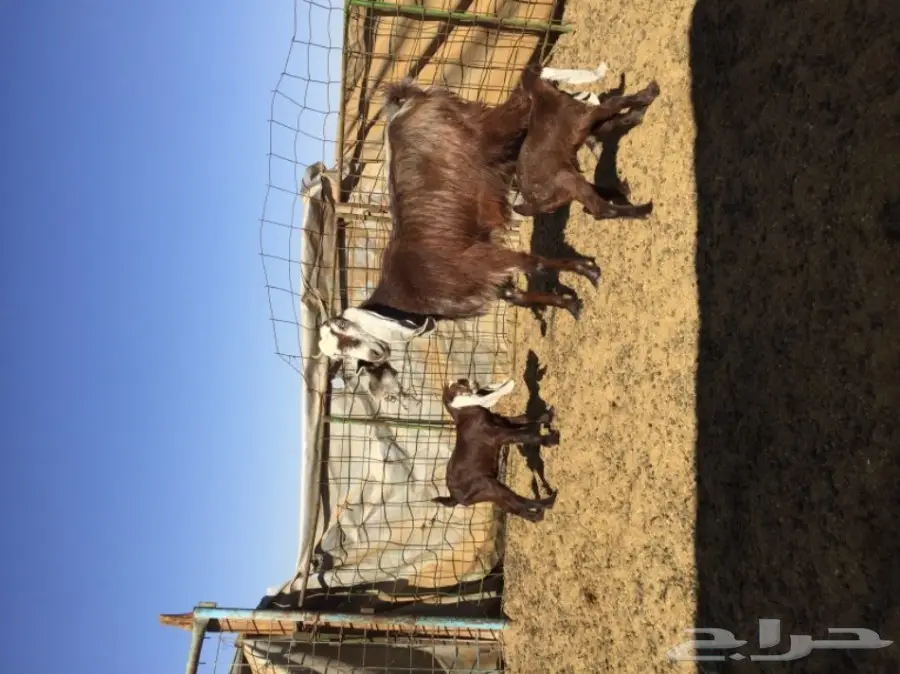 فرصة ذهبية! حمارة هولندية مع حمار صغير - فرصة لا تعوض!