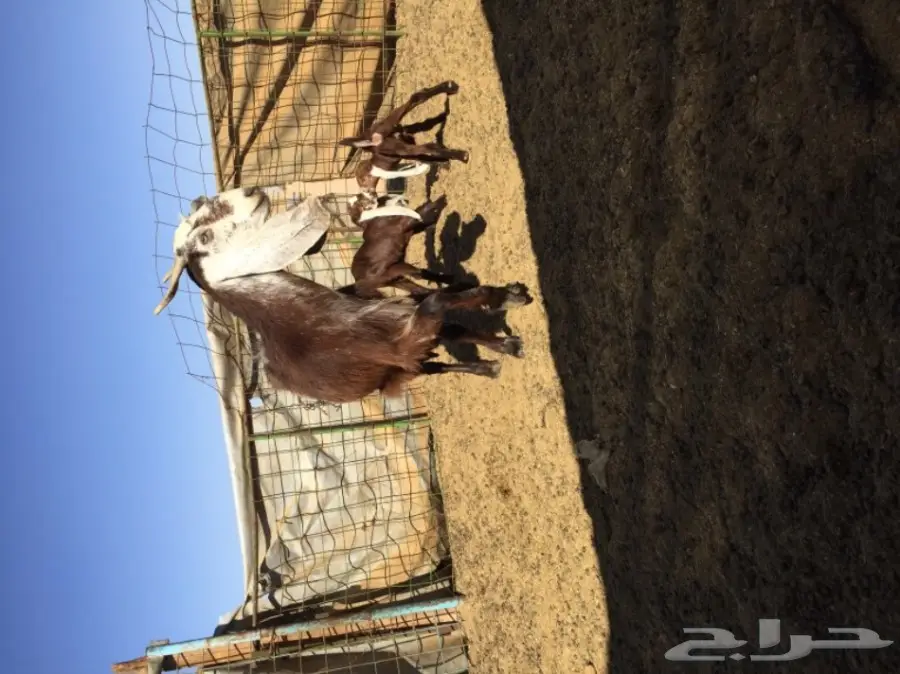 فرصة ذهبية! حمارة هولندية مع حمار صغير - فرصة لا تعوض! (image 1)