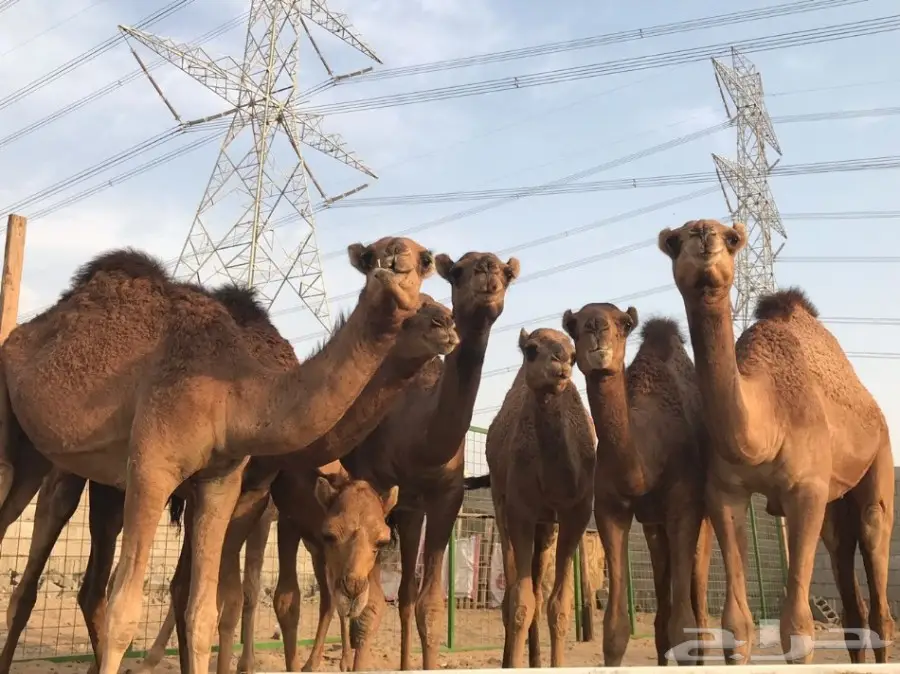 مزرعة وملحمة المراح: جودة و طعم أصيل! (image 1)