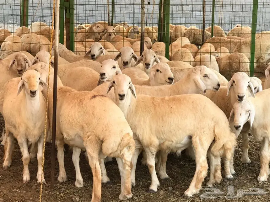 مزرعة وملحمة المراح: جودة و طعم أصيل! (image 3)
