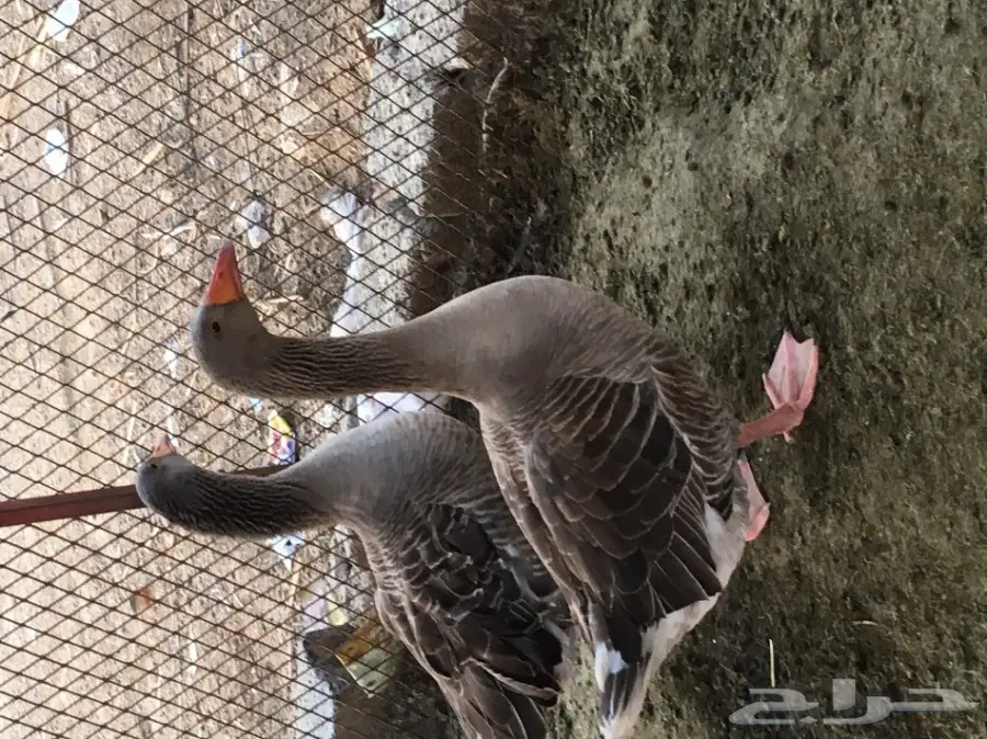 وز  للبيع  (image 4)