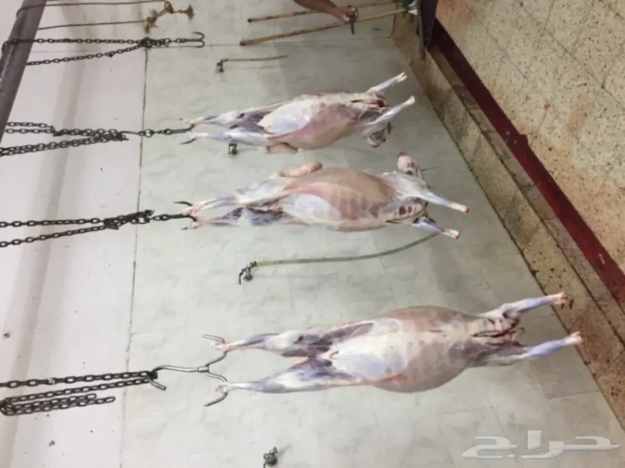 ذبايح حرية من البر مصلوخه موصله