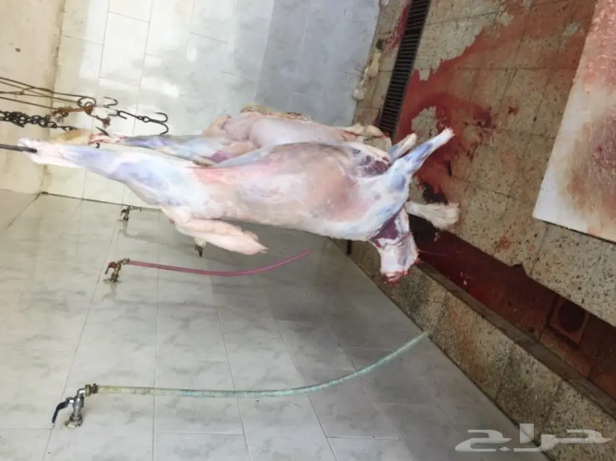 ذبايح حرية من البر مصلوخه موصله (image 1)