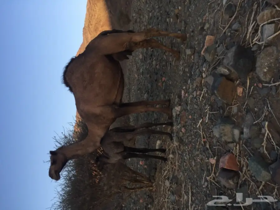 المدينه المنوره 