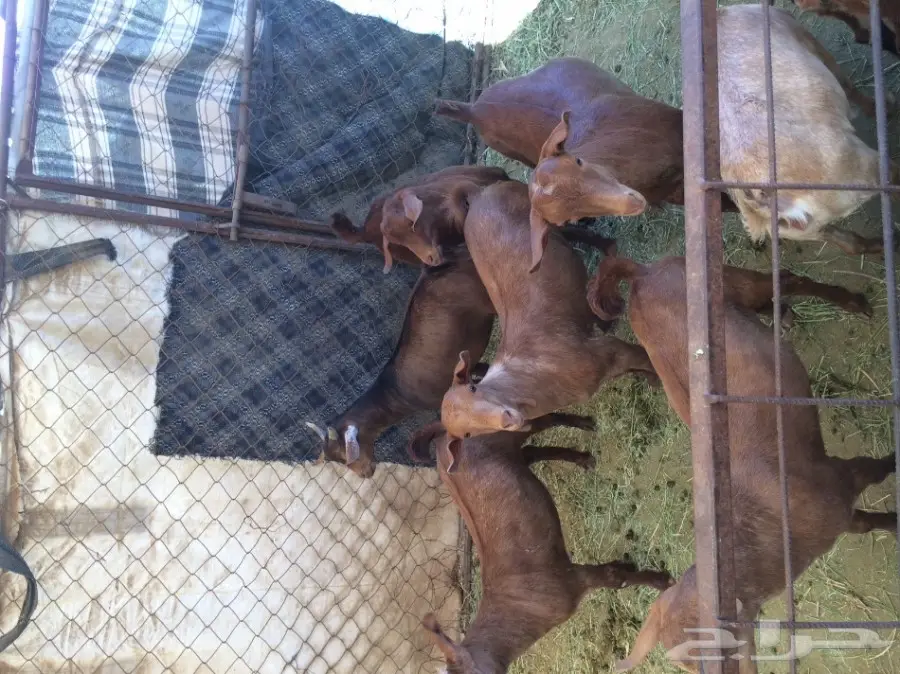 6 تيوس و4 عناق (حص)