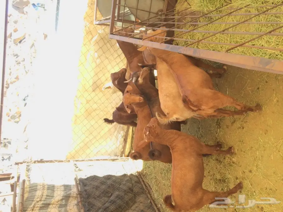 6 تيوس و4 عناق (حص) (image 1)