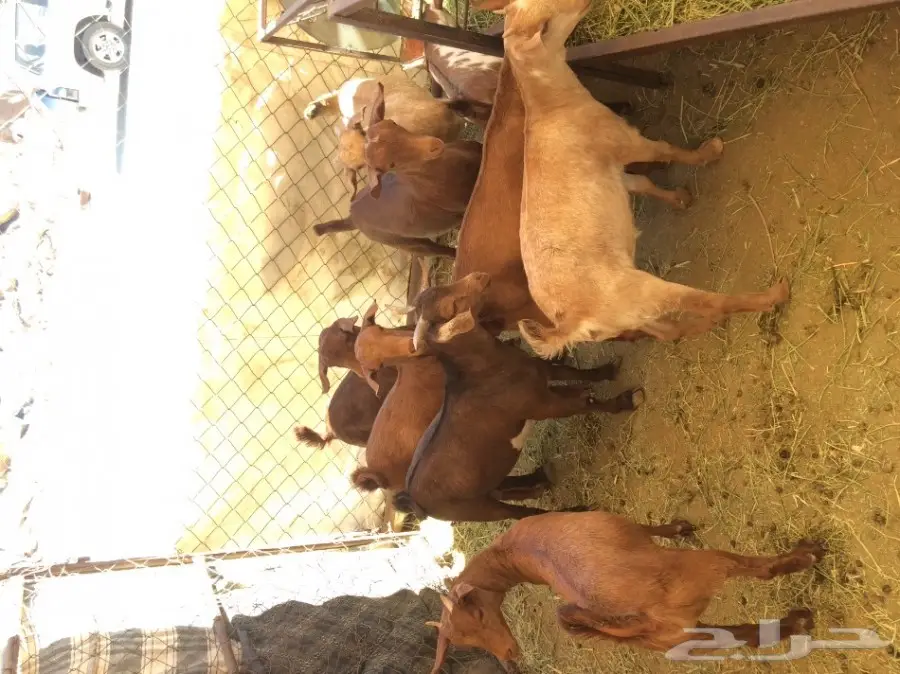 6 تيوس و4 عناق (حص) (image 2)