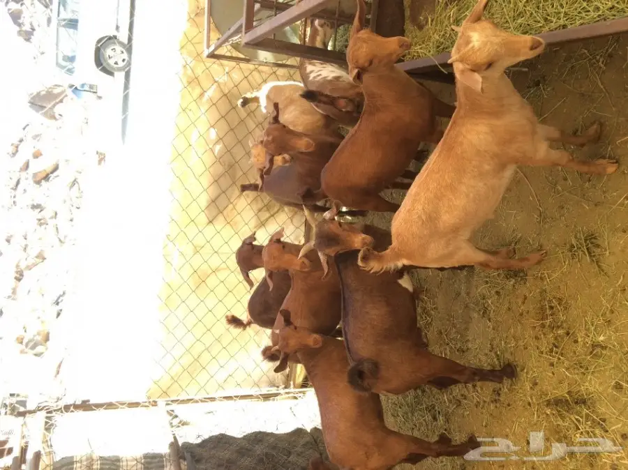 6 تيوس و4 عناق (حص) (image 3)