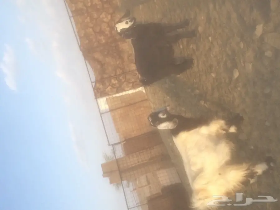 معزاء دفع  (image 1)