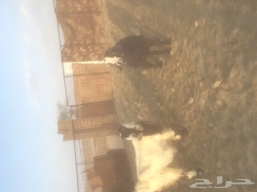 معزاء دفع  (image 2)