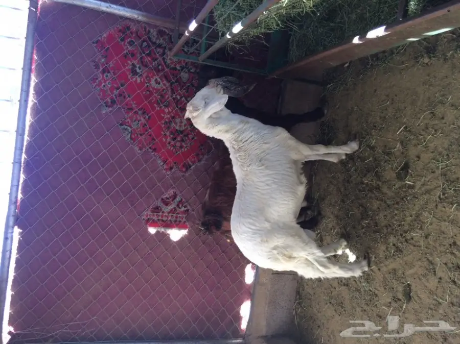 6 تيوس و4 عناق (حص) (image 4)