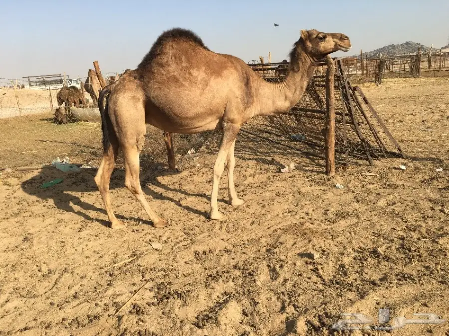 ناقه حمراء حايل الحد 2500