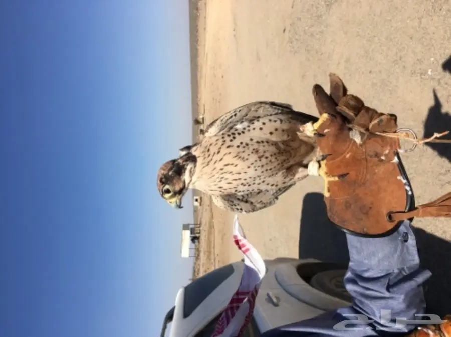 طير شرق للبيع