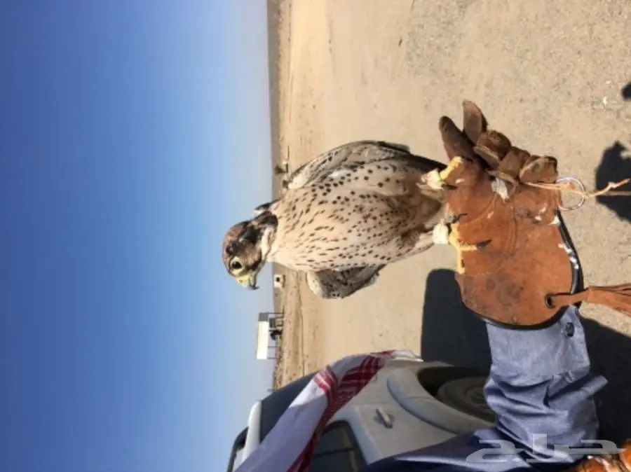 طير شرق للبيع (image 1)