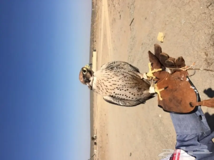 طير شرق للبيع (image 2)