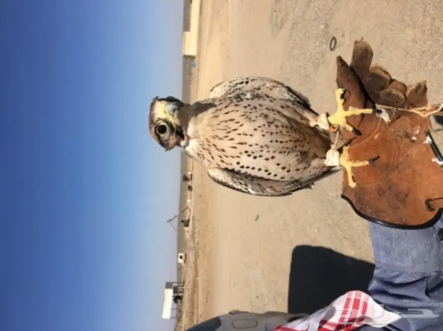 طير شرق للبيع (image 3)