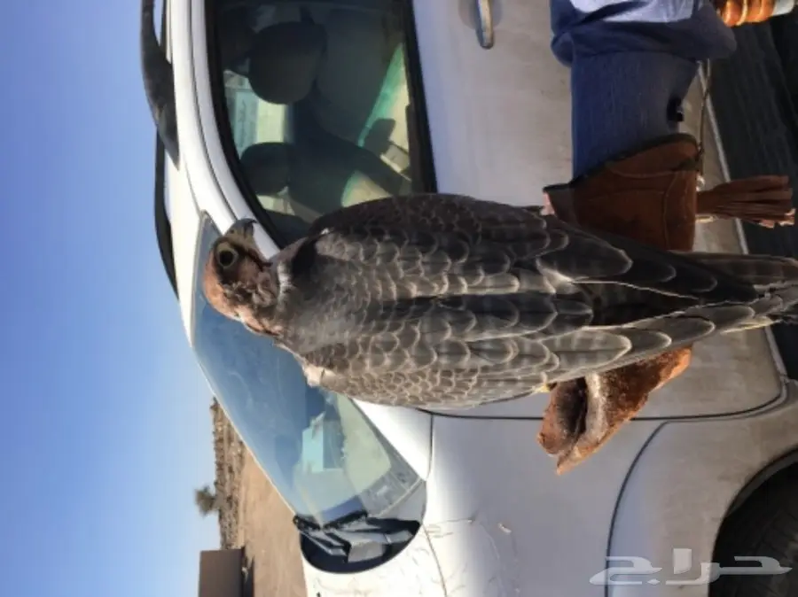 طير شرق للبيع (image 4)